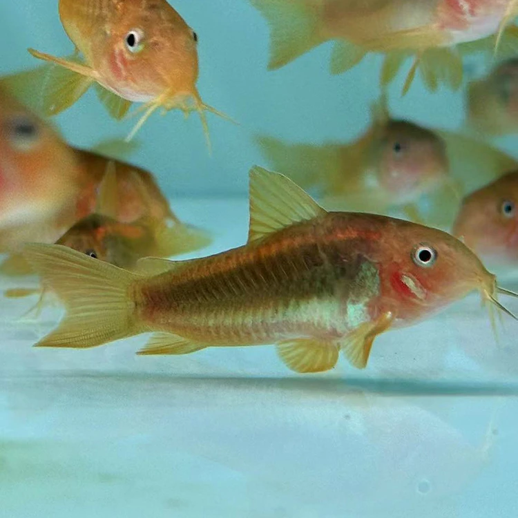 西西小鱼 野生金线金鼠（大）