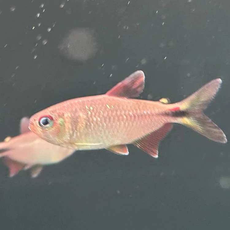 西西小鱼 裘诺可卡鱼灯科鱼