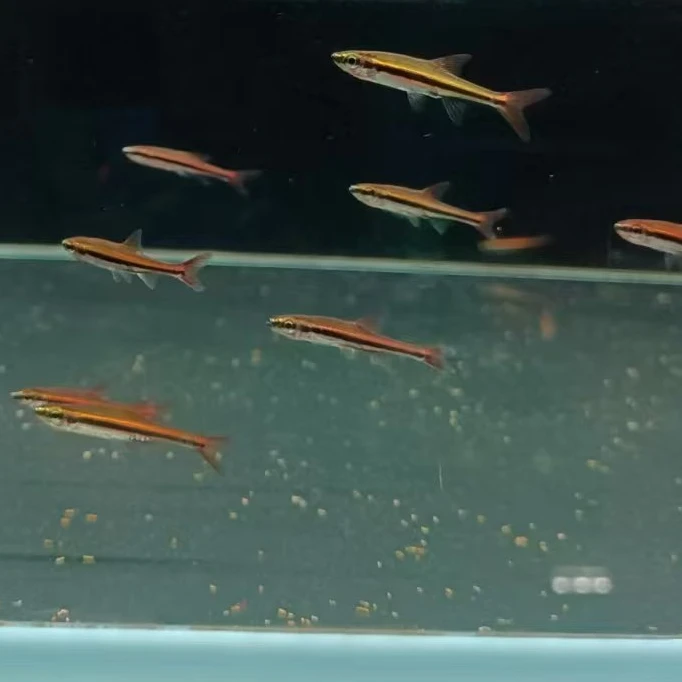 西西小鱼 新黑金线铅笔灯科鱼