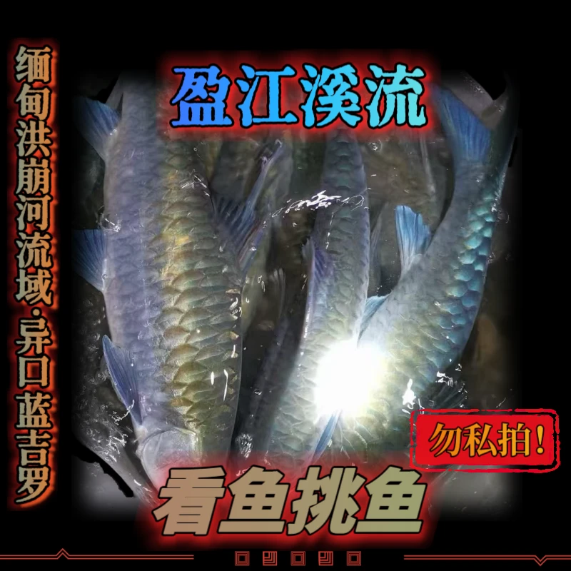 【自拍包损不包邮】蓝吉罗观赏鱼看鱼挑鱼