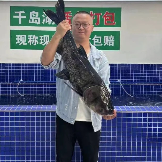 杭州千岛湖鲢鳙鱼胖头鱼 7~35斤规格活鱼快递/包活到家丰富鲜活