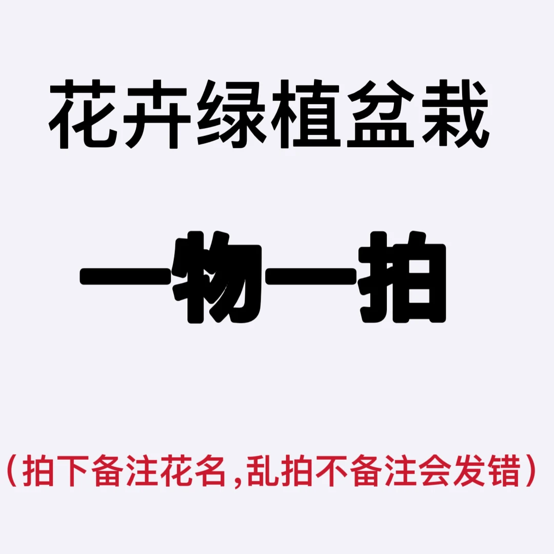 一物一拍四季灌木月季