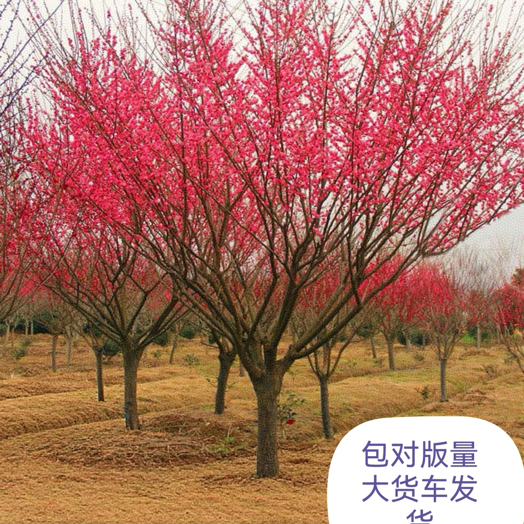 原生红梅绿梅美人梅庭院别墅地栽耐寒浓香型花量超多