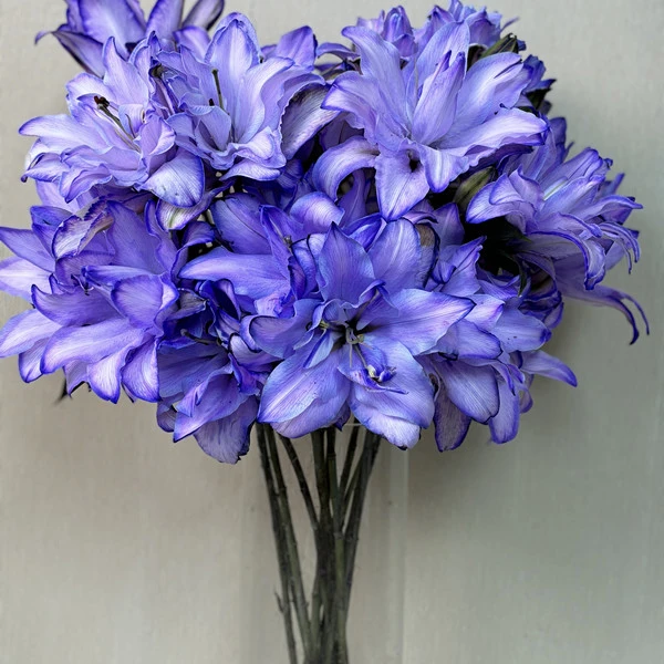 【紫美人】重瓣 【0下以下 加拍保温棉 冻坏不售后】