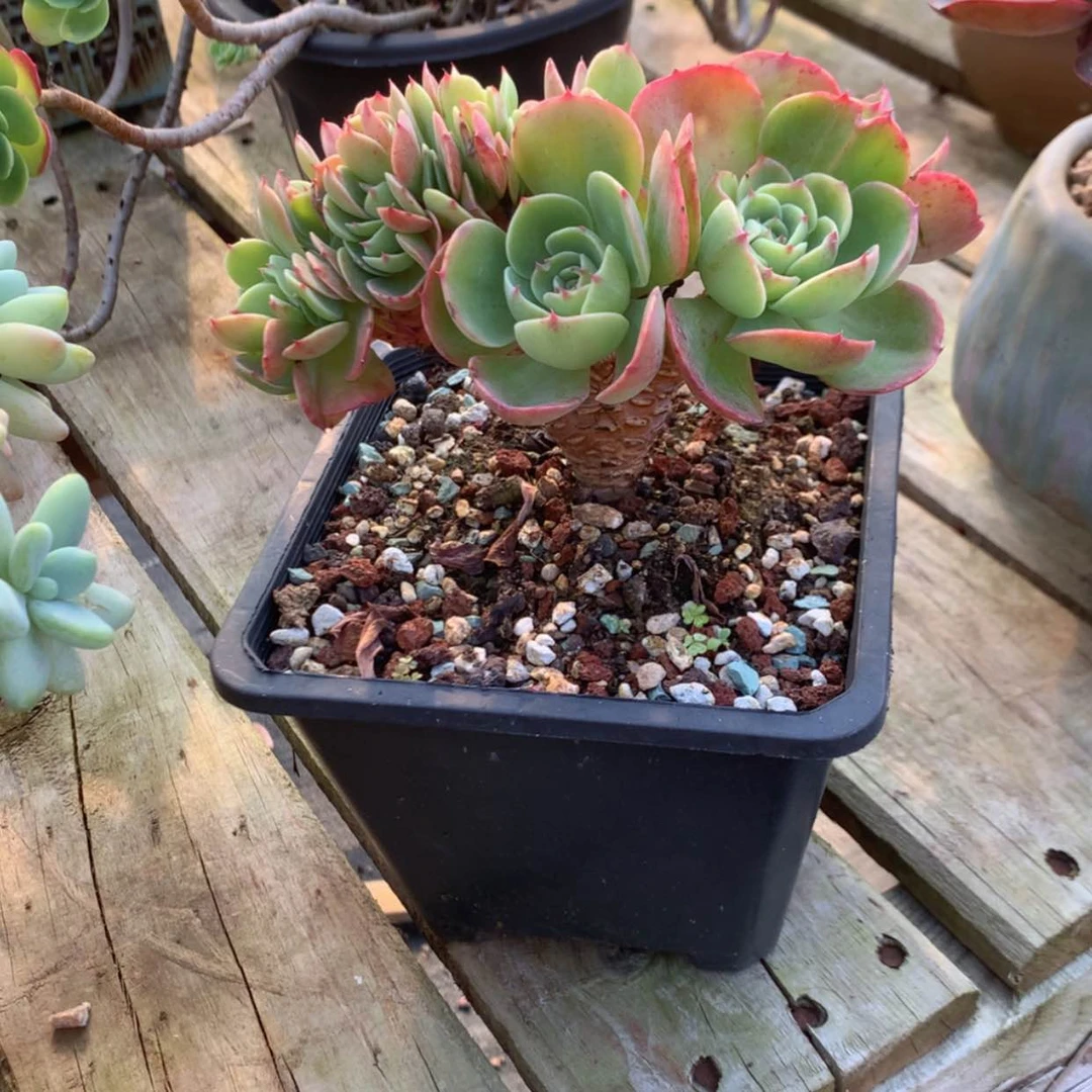 【闪购商品】懒*羊梅拉达缀多肉脱土