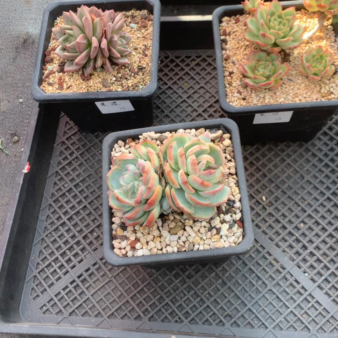 【闪购商品】晨***煜3颗多肉脱土
