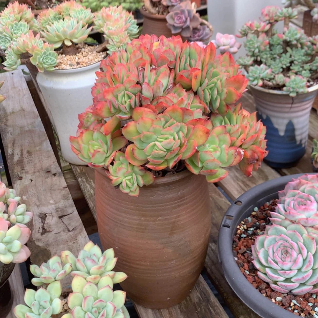 【闪购商品】A****湘绮罗多肉脱土