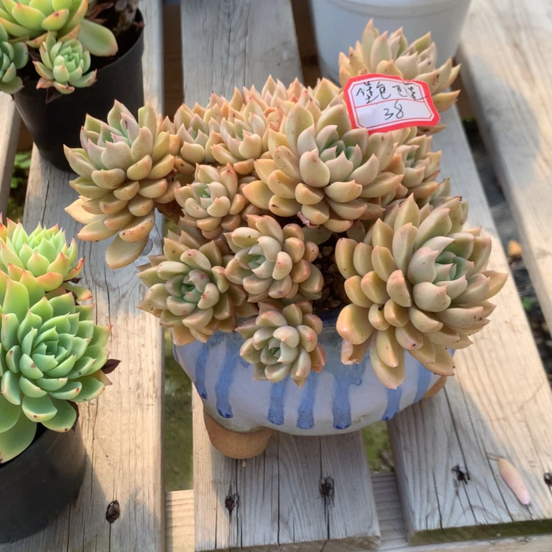 【闪购商品】堡**适璀璨多肉脱土