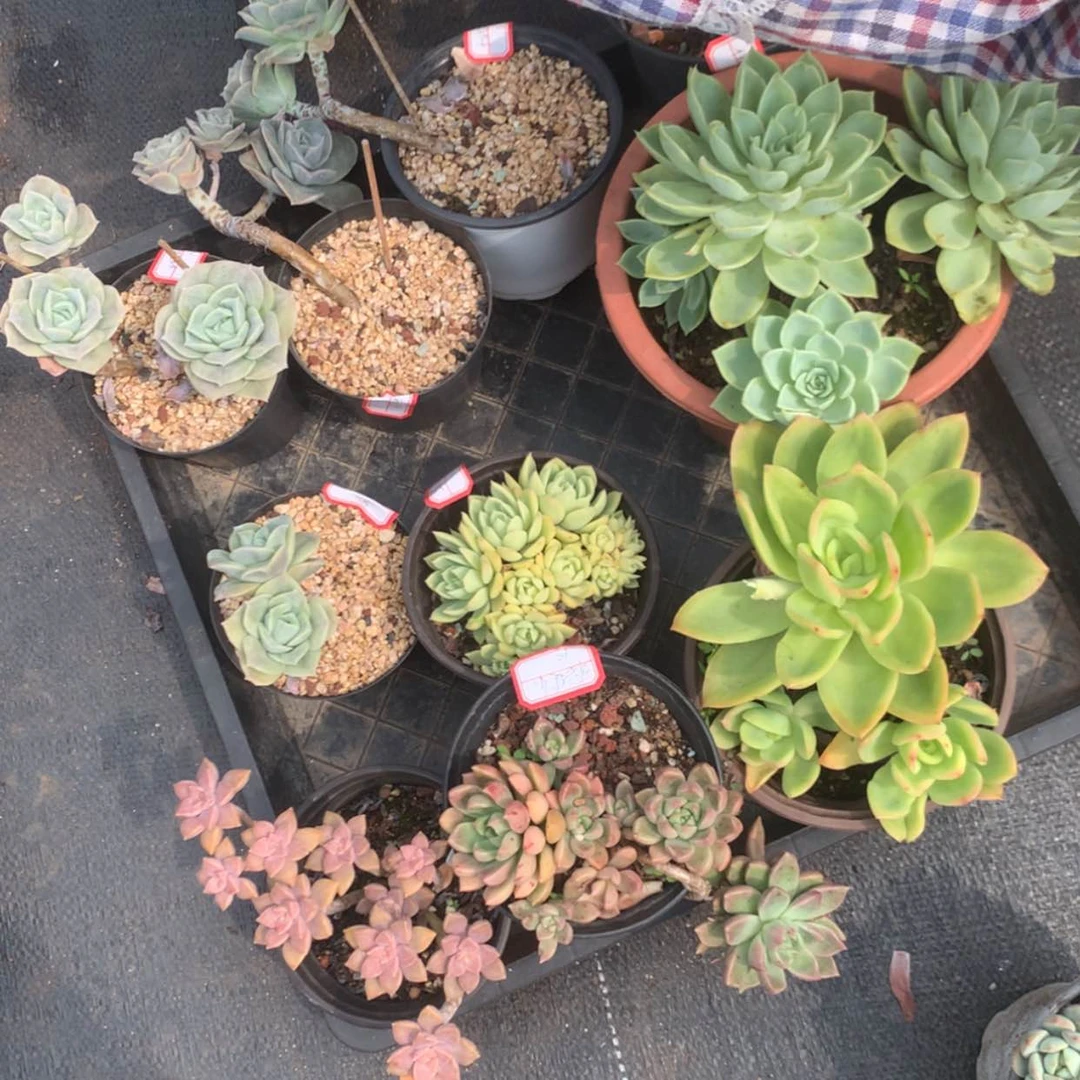 【闪购商品】平****本10颗多肉脱土
