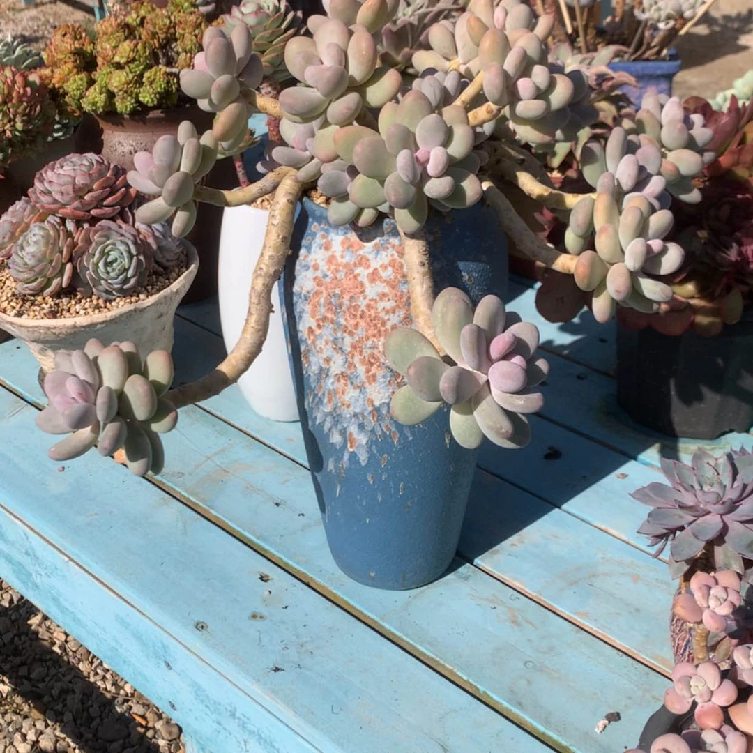 【闪购商品】C*Q桃美人带盆多肉