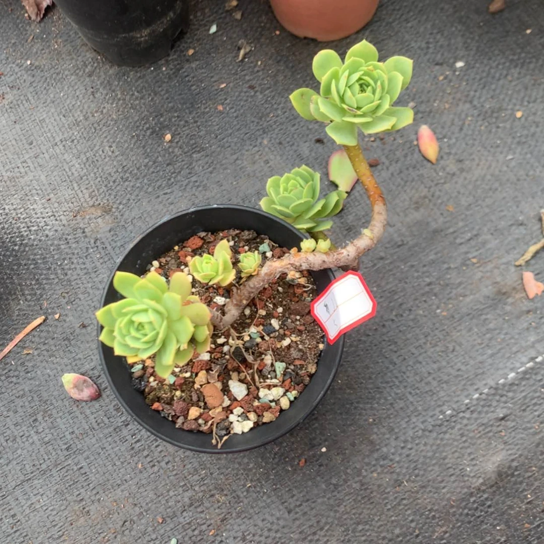 【闪购商品】J*绿蔷薇脱土