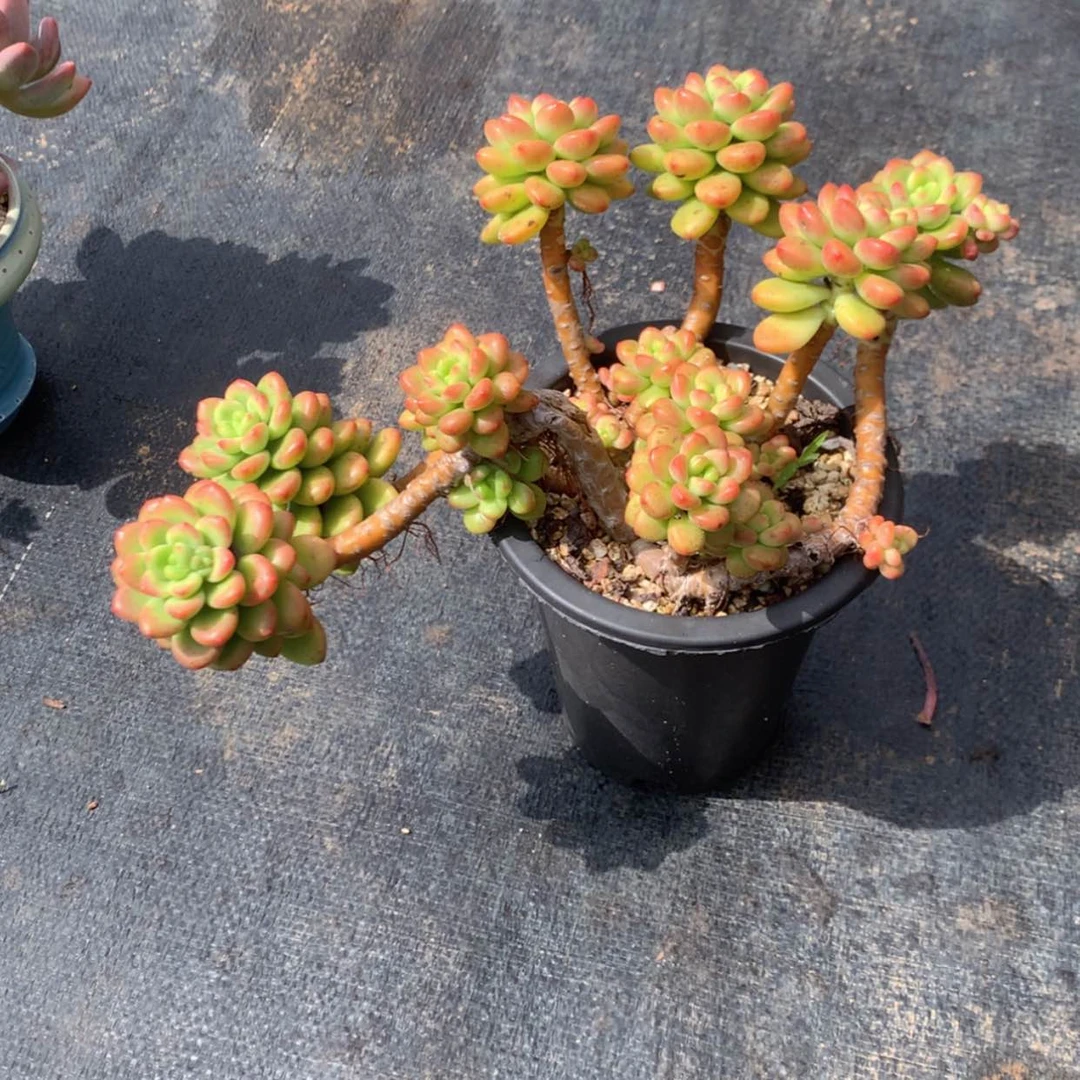 【闪购商品】叁*姐香格里拉多少脱土