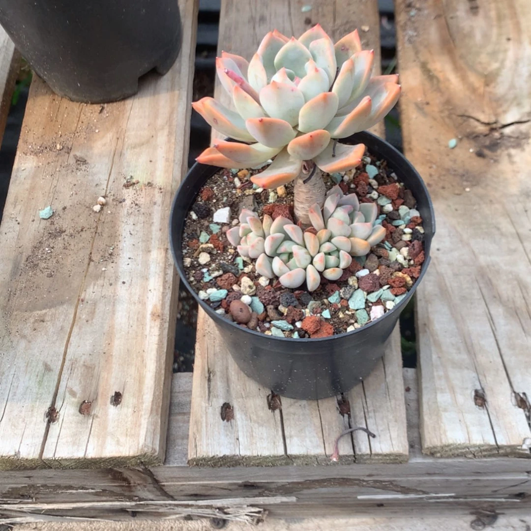 【闪购商品】吴*峰多肉植物