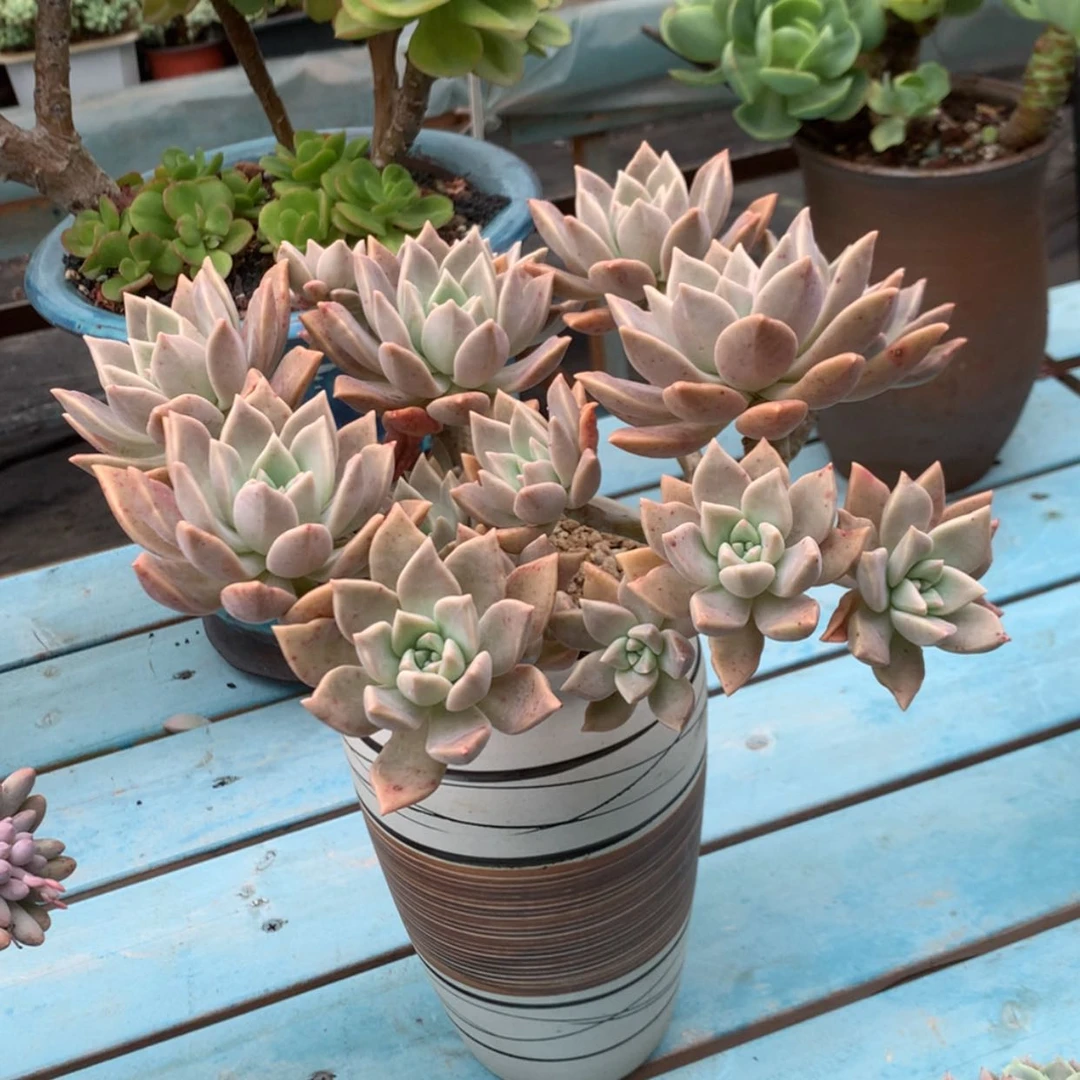 【闪购商品】M*I血色黄昏多肉脱土