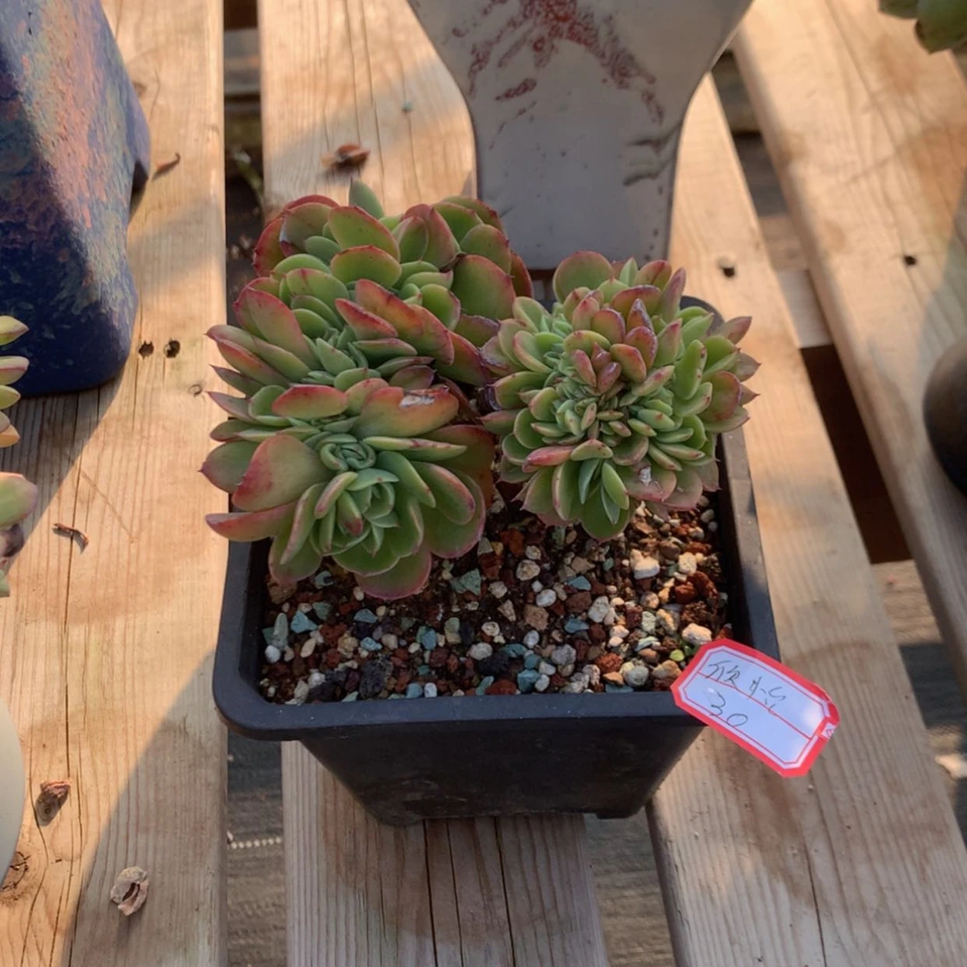 【闪购商品】?*怡梅拉达多肉脱土