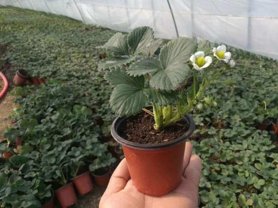 双色盆原盆原土草莓苗四季草莓南北方阳台庭院盆栽地栽红颜奶油