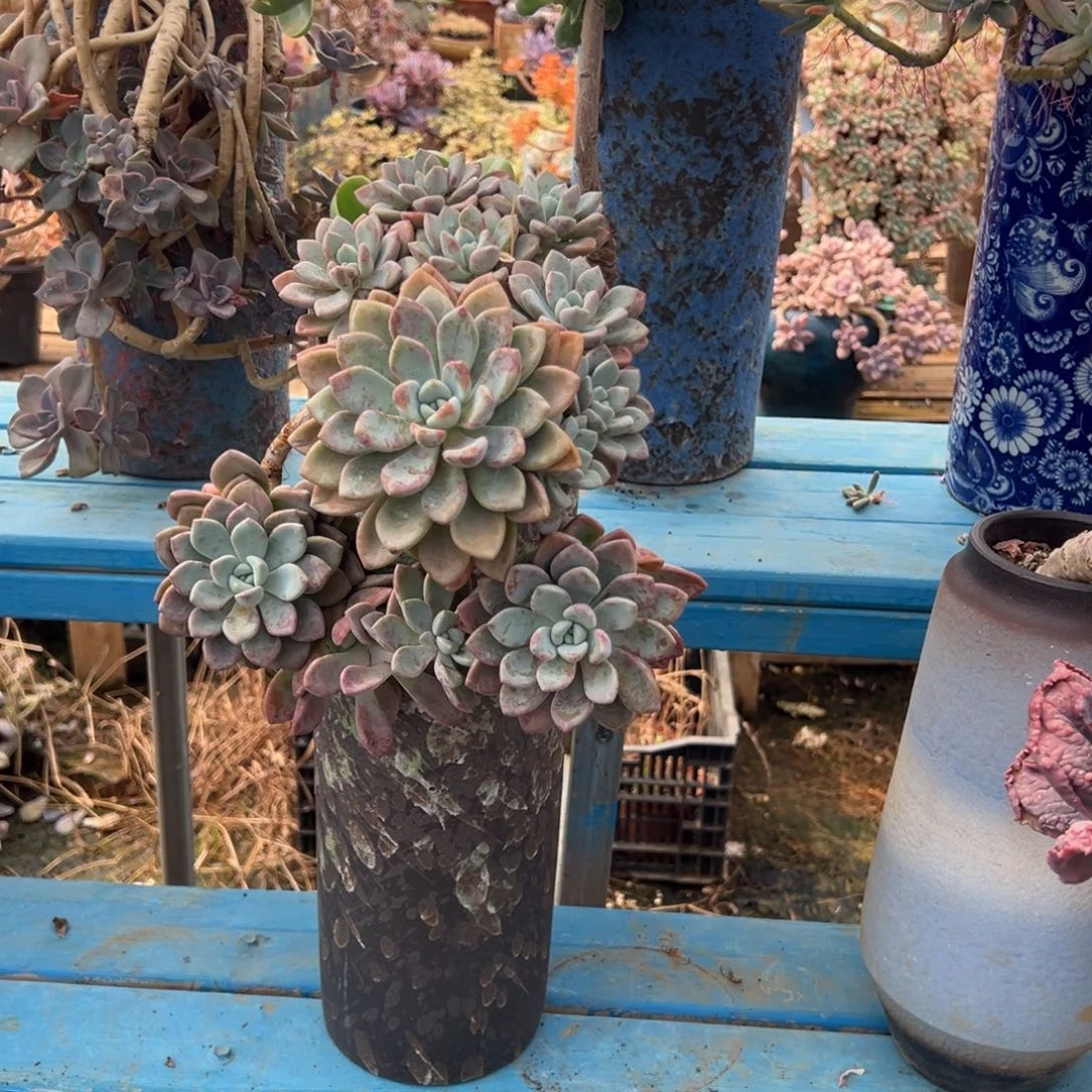 精品花斑鹿悬崖 裸根