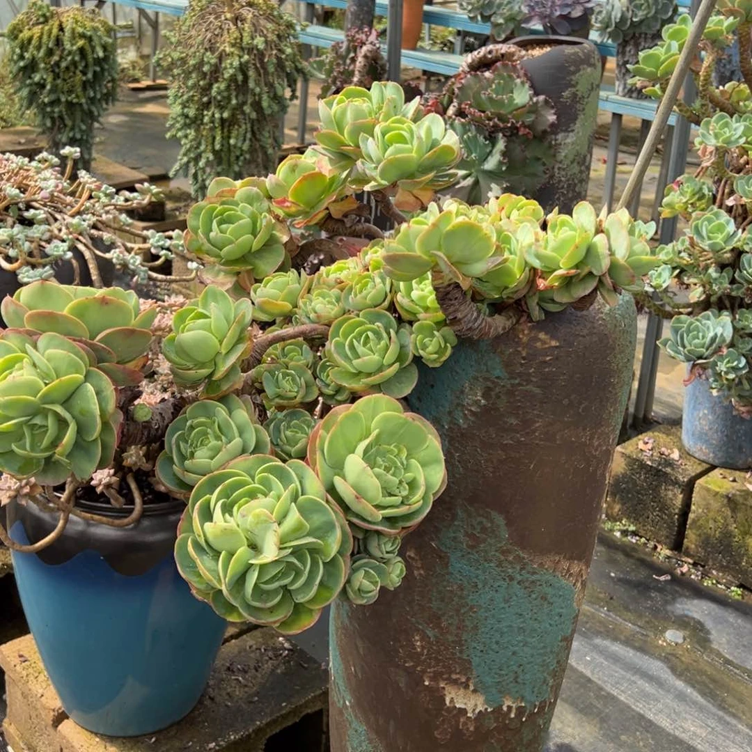 老桩碧桃加柠檬卷打包