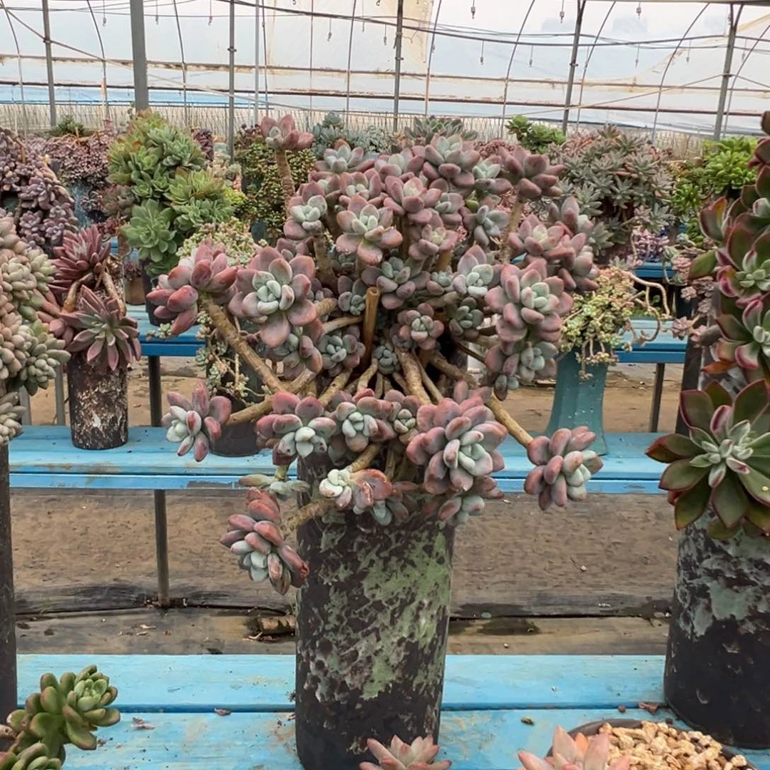 精品红洛神悬崖 裸根