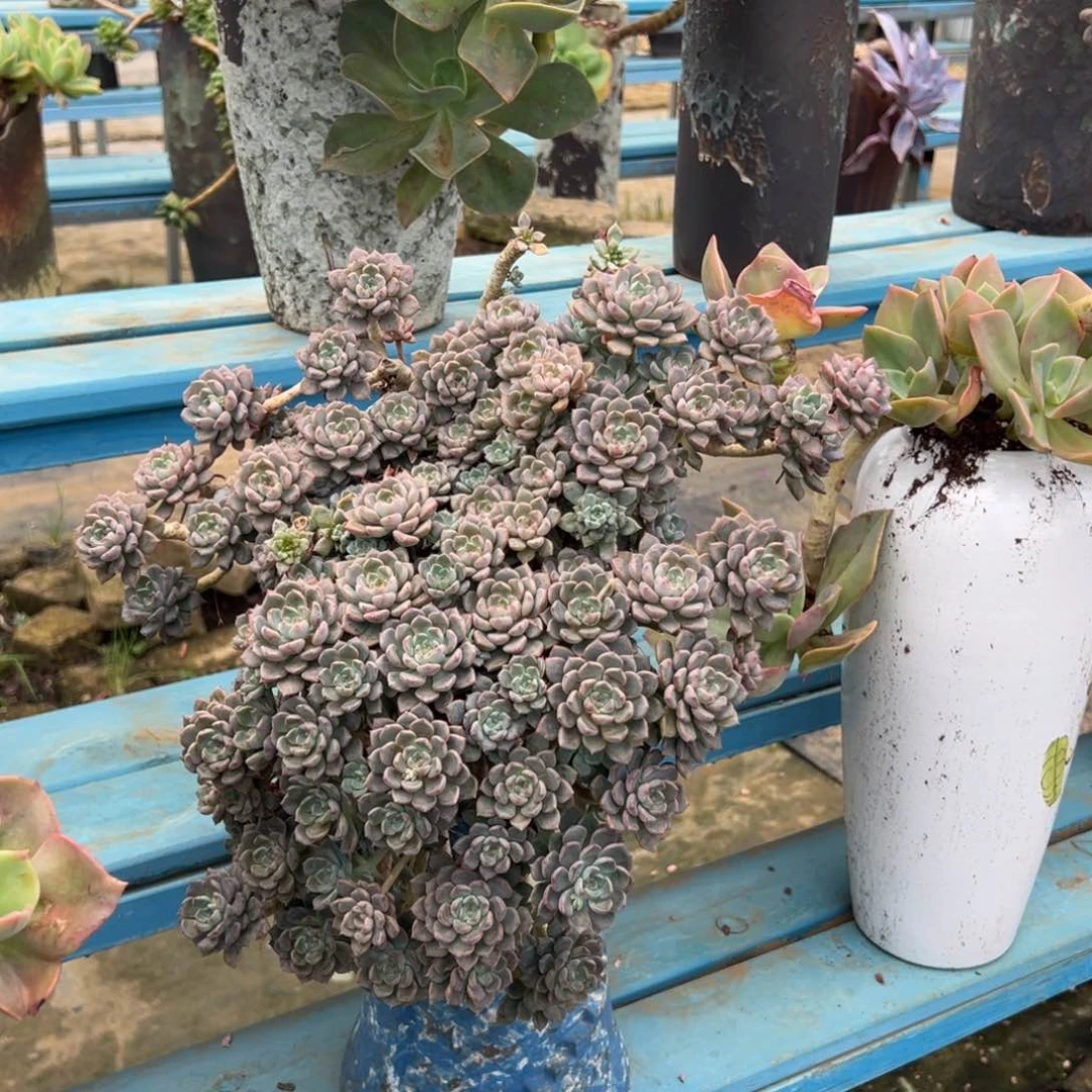 老桩粉布偶悬崖裸根