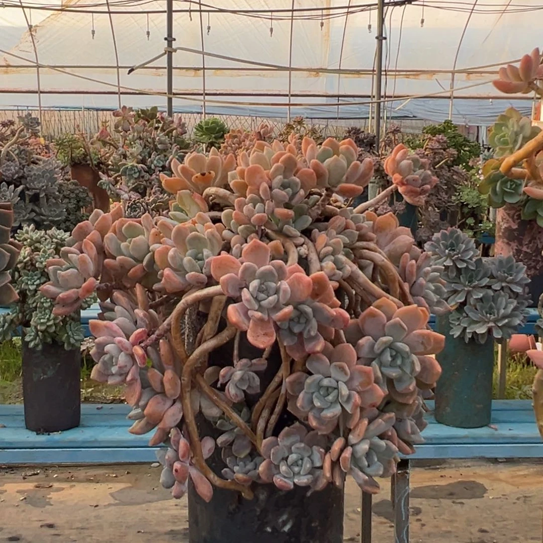 露养老桩悬崖造型克洛伊