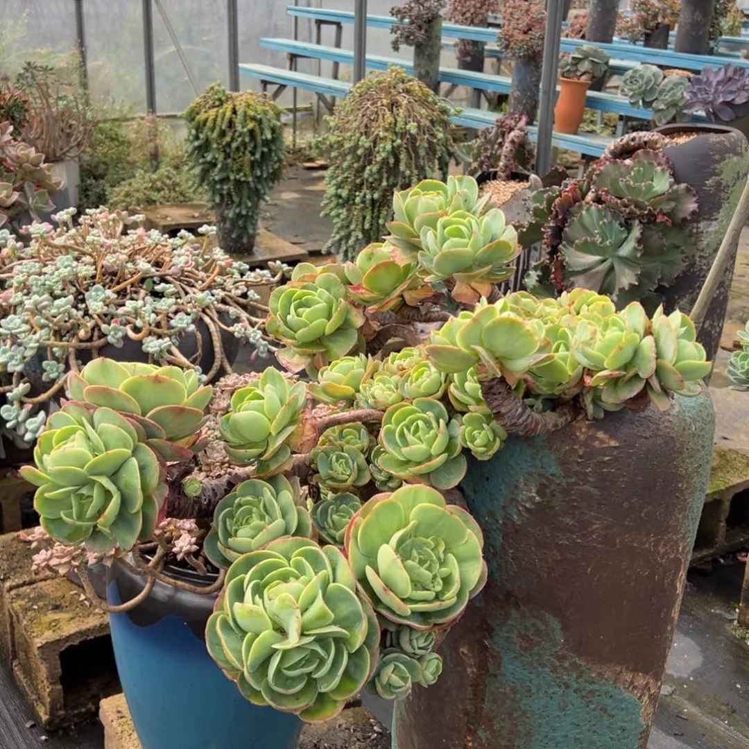 老桩碧桃悬崖裸根