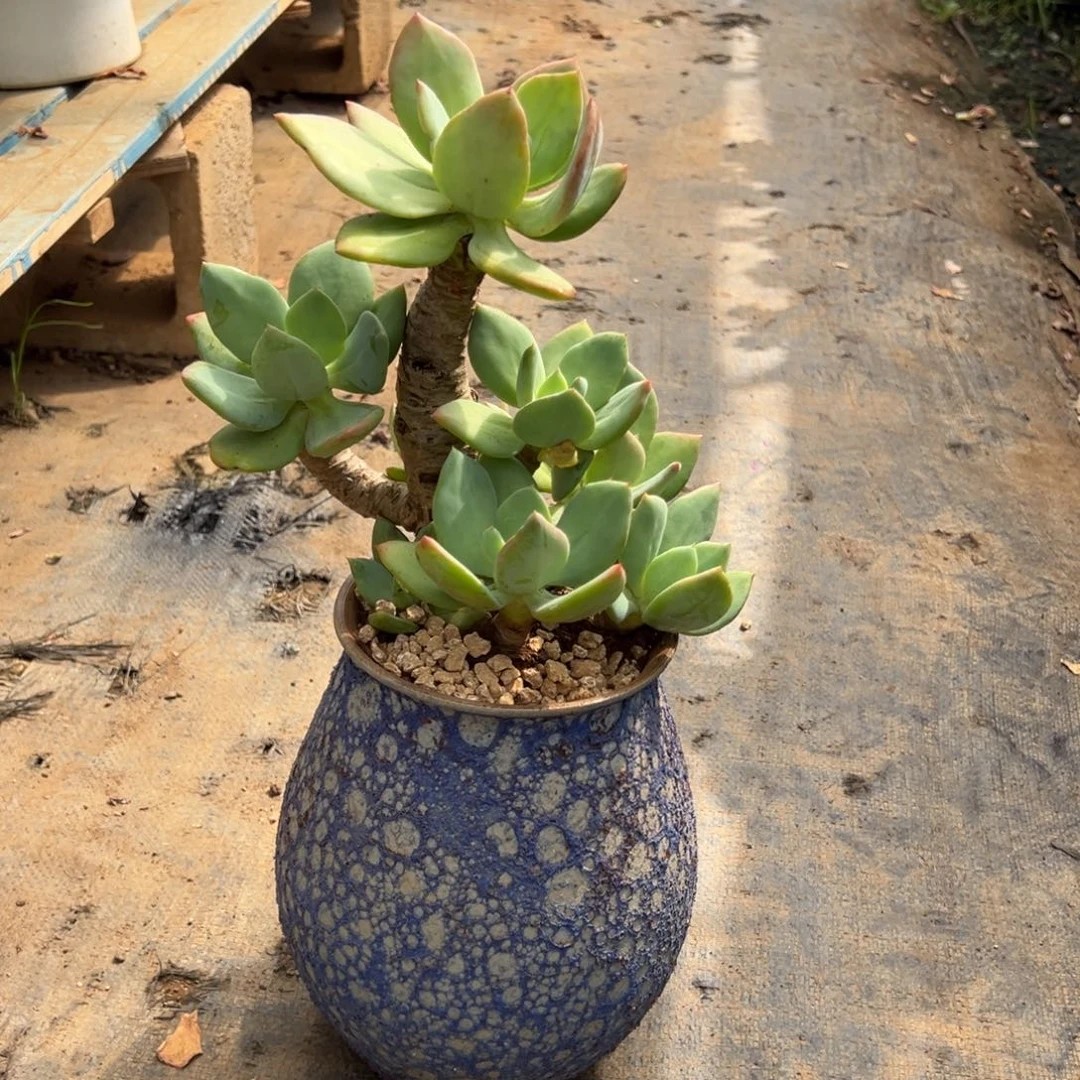 精品芒果美人老桩 裸根