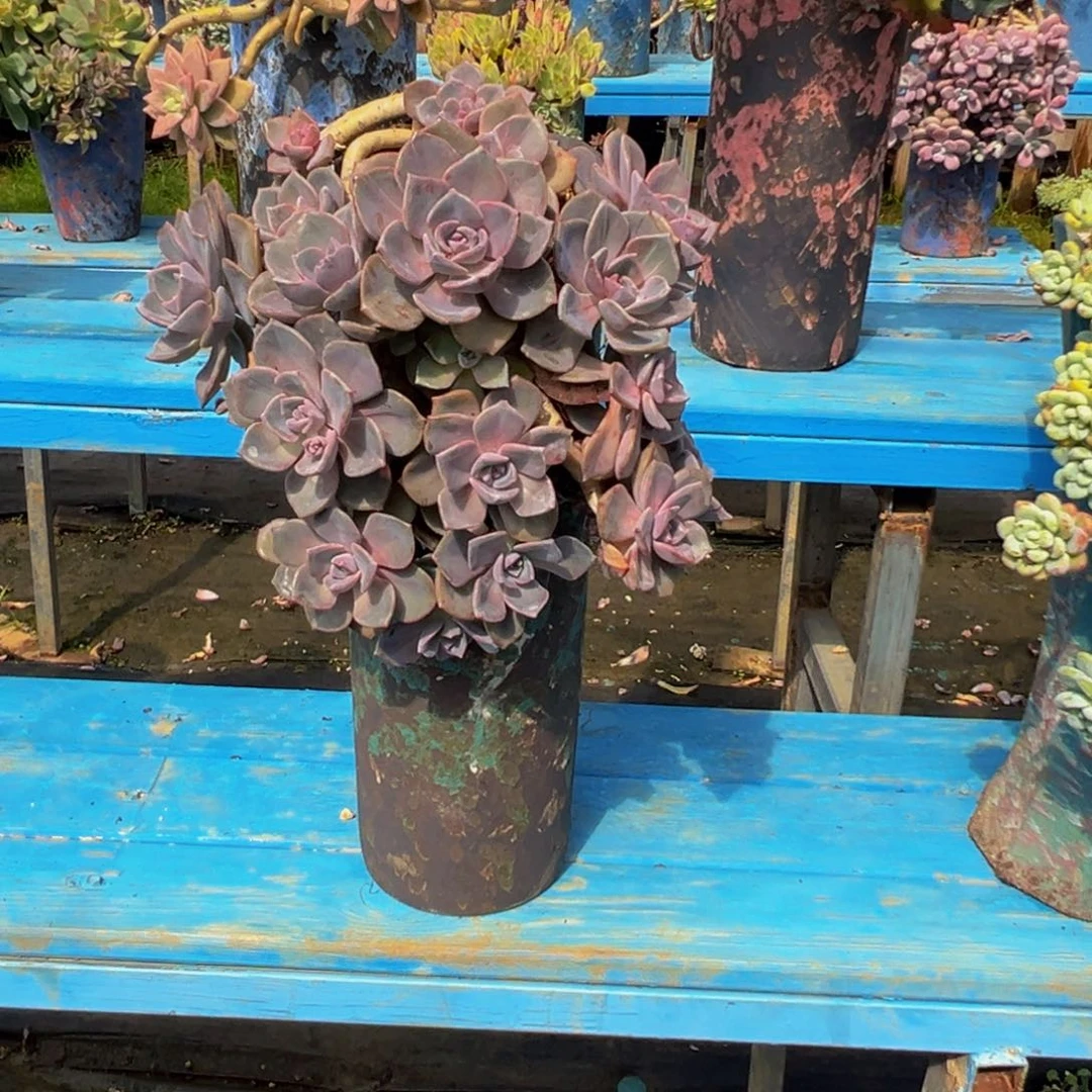 精品彩虹糖悬崖 裸根