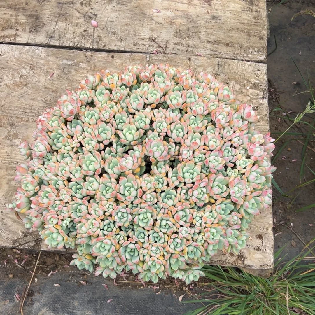 露养老桩捧花桃酥
