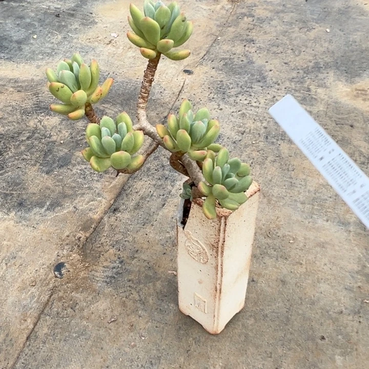 精品清星美人飘枝特价 不退不换