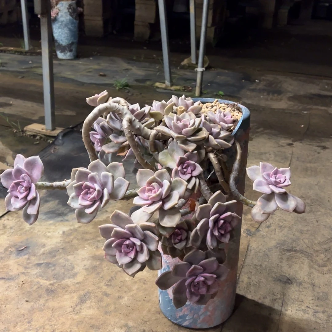 老桩紫乐加盆悬崖