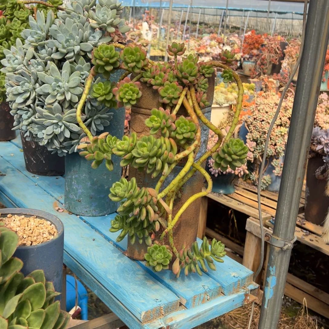 精品香格里拉悬崖