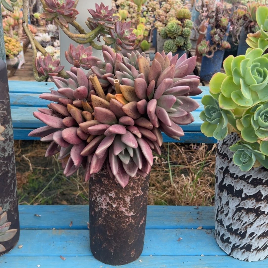 精品桃花源悬崖