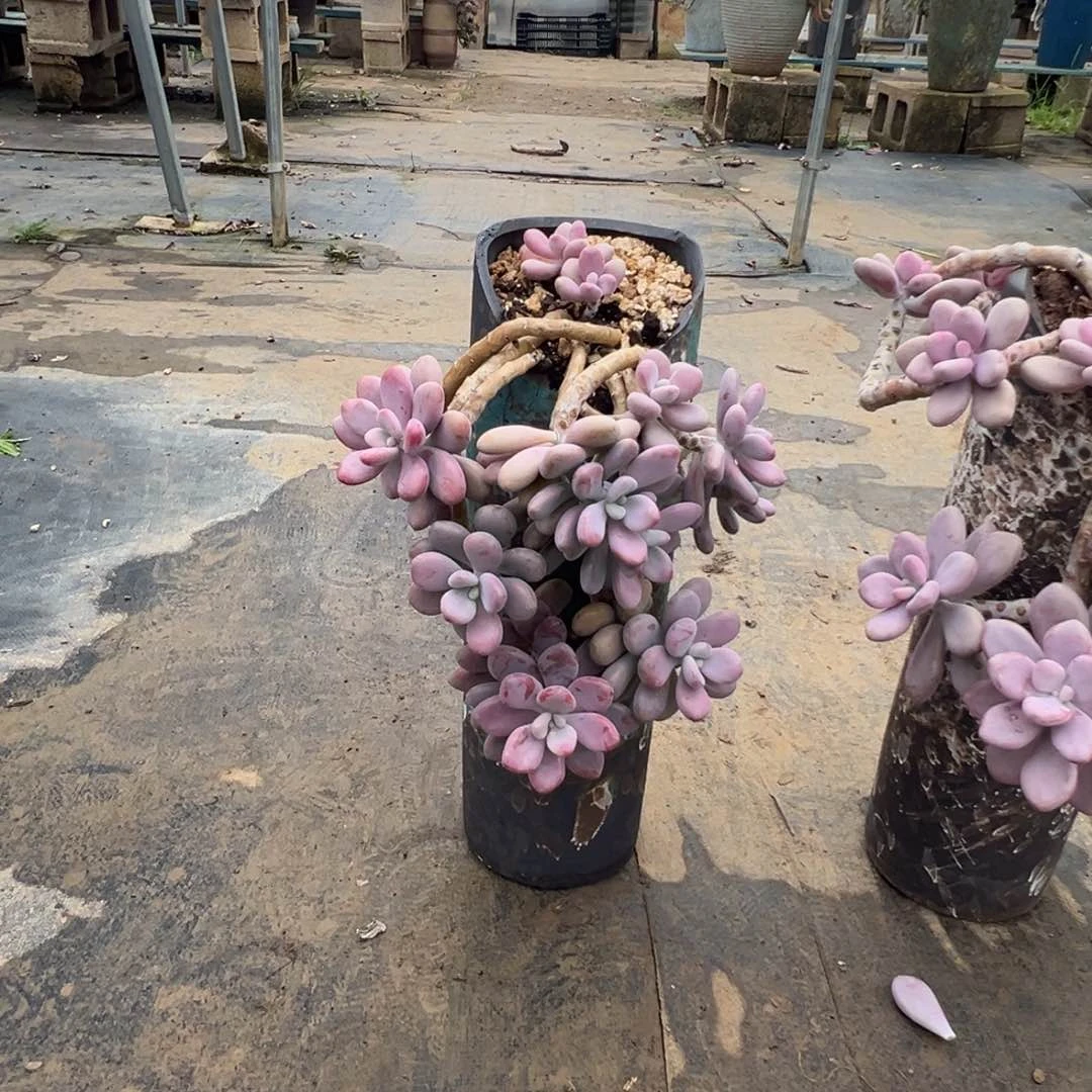 老桩桃蛋加盆悬崖