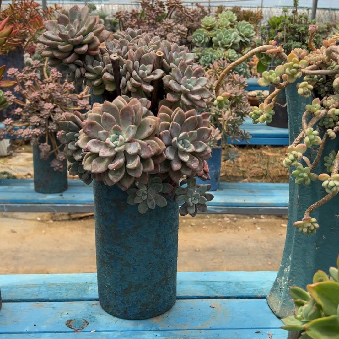 精品花斑鹿悬崖 裸根