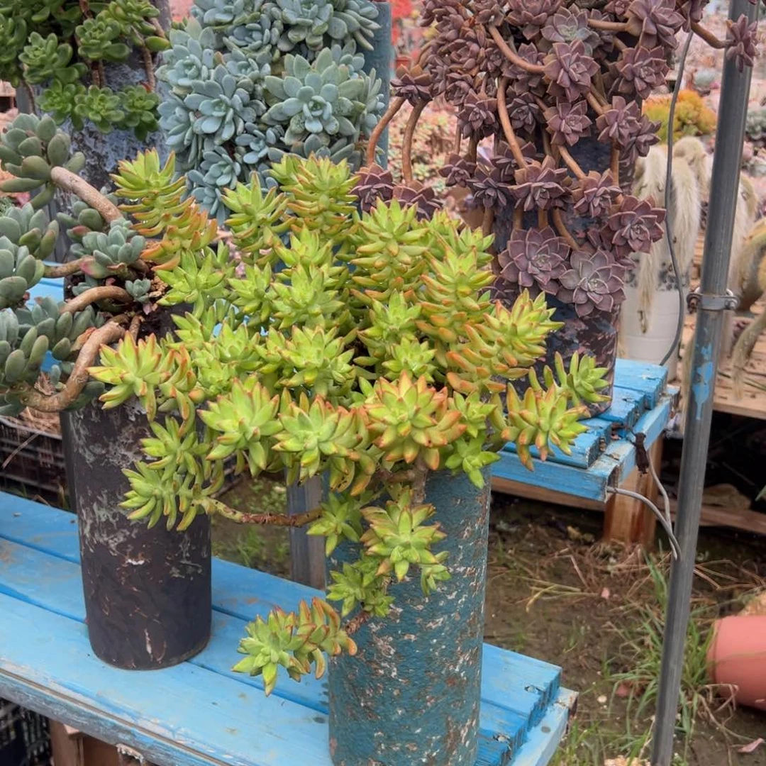 精品原始明月妖桩 裸根