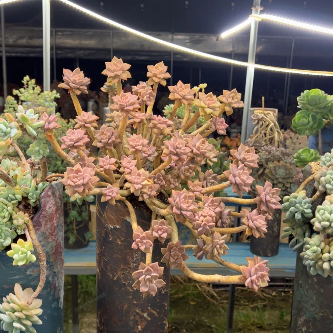 露养老桩阿伦培加盆