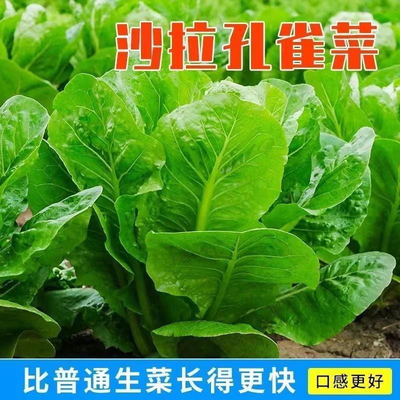 孔雀菜种子脆甜高营养阳台种植四季罗马生菜籽家庭园耐寒新年播种