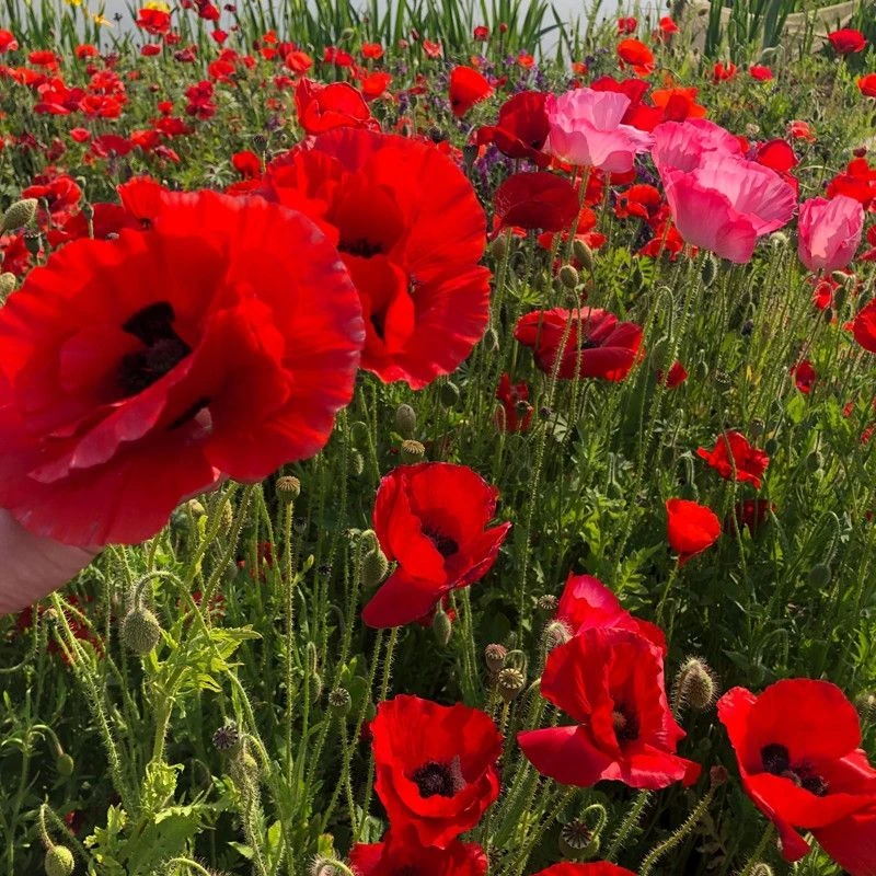 四季种植虞美人种子混色多年生冰岛虞美人花易种