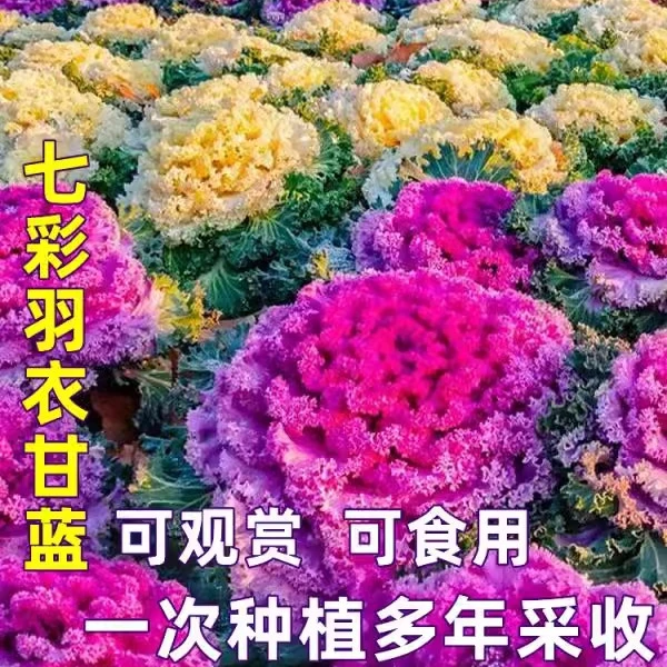 混色羽衣甘蓝种子食用观赏彩色甘兰种籽夏冬四季盆栽花卉种孑蔬菜