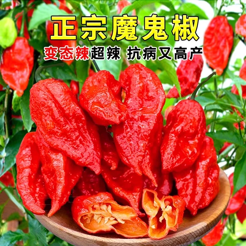 特级魔鬼椒种子印度魔鬼椒种子断魂椒种子辣超辣辣椒种子籽
