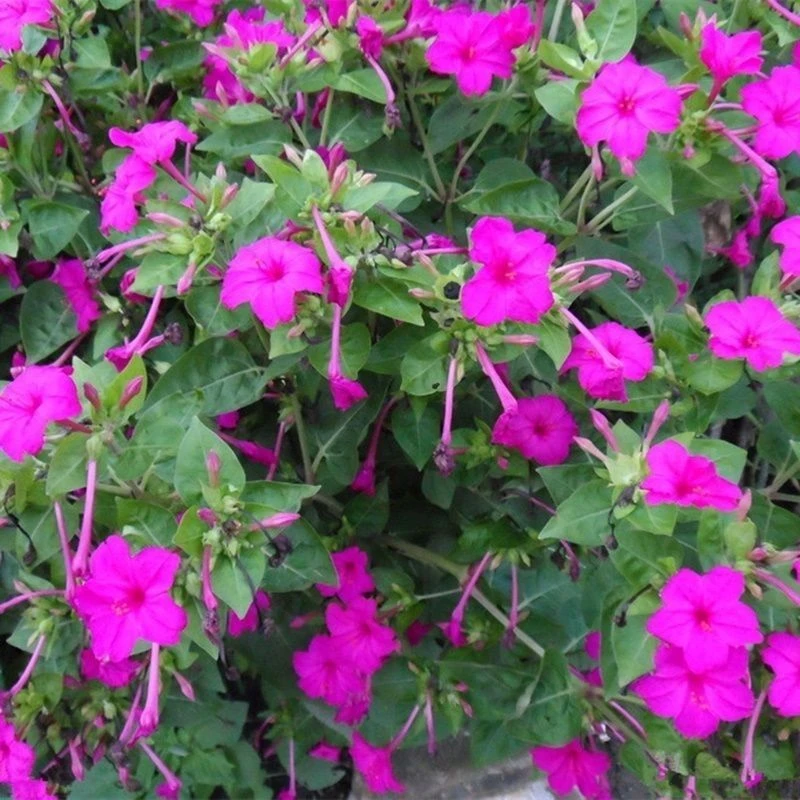 秋冬紫茉莉花种子混色茉莉花地雷花卉种阳台易种子易