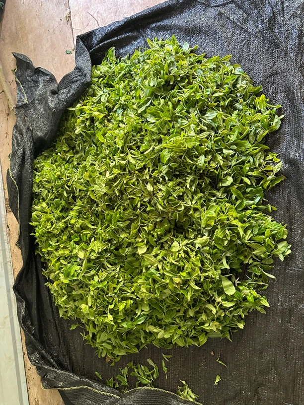 “陈永珍”2025曼松王子山挑地乔木头春50克品鉴装！拆封不退！