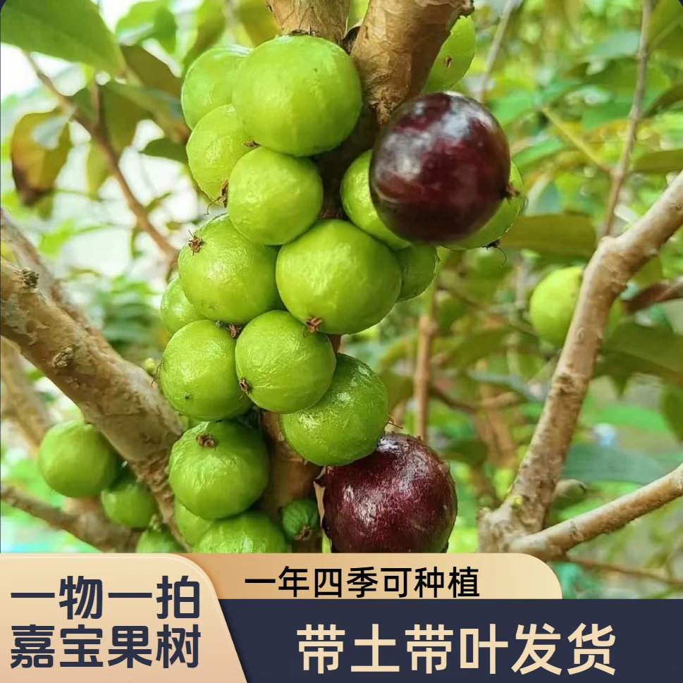 基地直播一物一拍优质沙巴艾斯卡红妃多品种果树苗庭院盆栽地栽