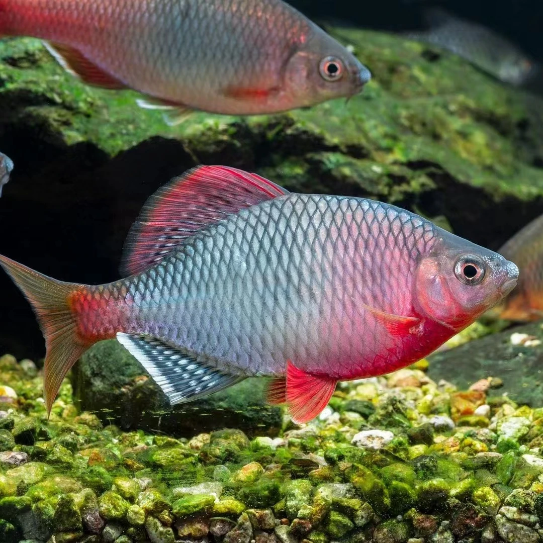 越南鱊 鳑鲏鱼 越南鳑鲏 冷水鱼原生鱼溪流鱼群游小型好养观赏鱼