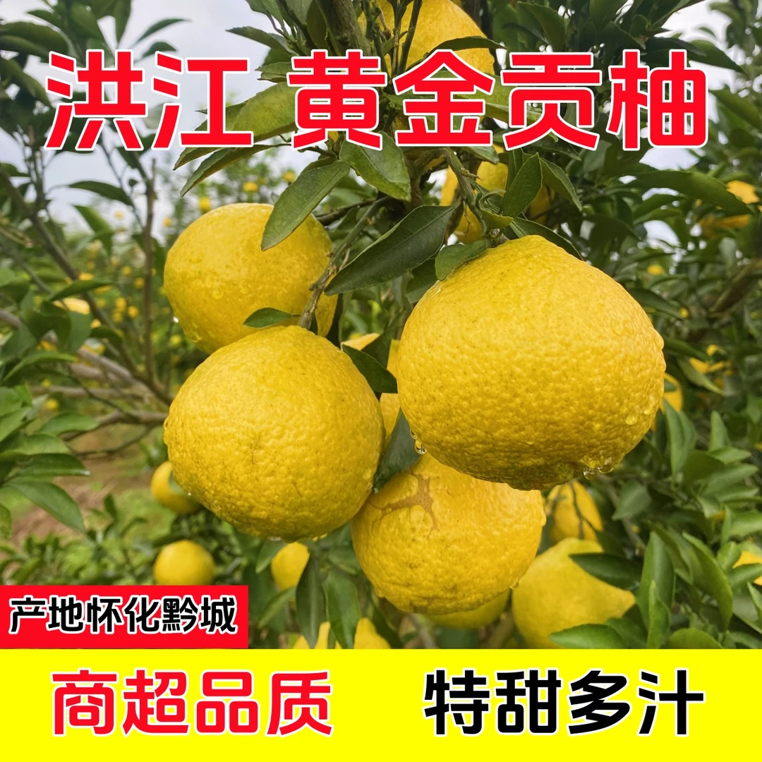 怀化黄金贡柚特产洪江小柚子象山青酸甜多汁柚香橘甜爆汁新鲜水果