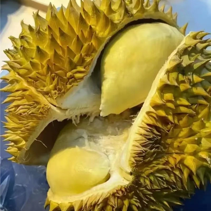 泰国金枕空运树熟榴莲整果