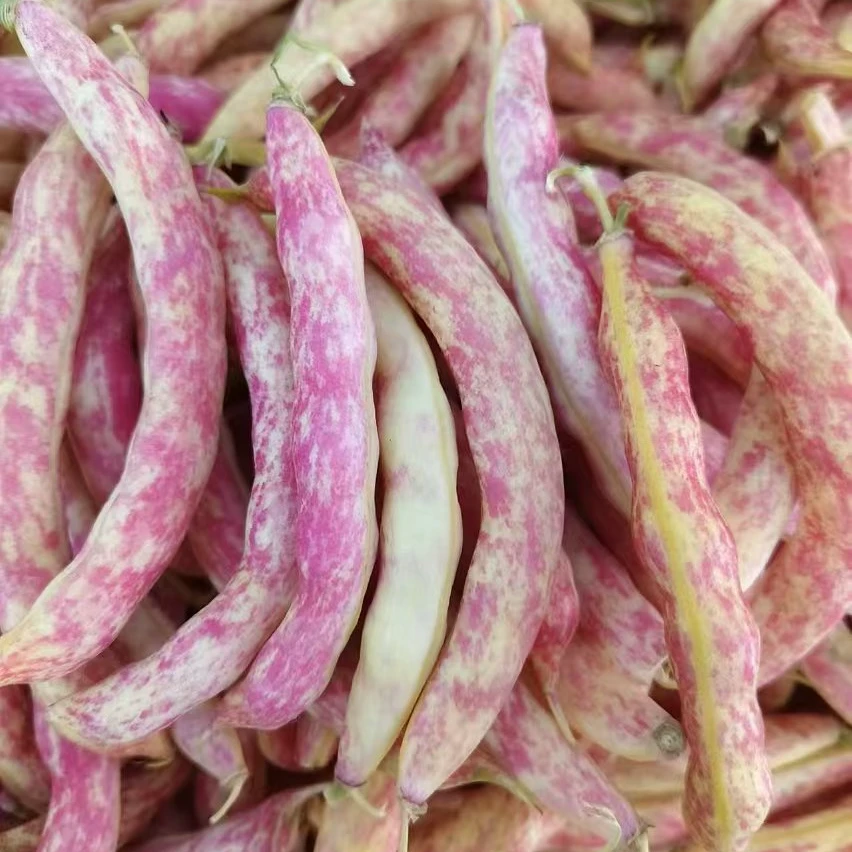 东北新鲜红金钩豆角新鲜豆角股豆豆角包邮