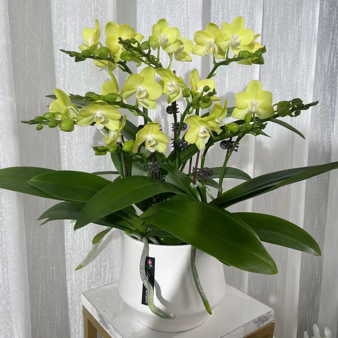《冰心薄荷糖》2.8精品蝴蝶兰 桌面款花花清新养眼 耐开好养