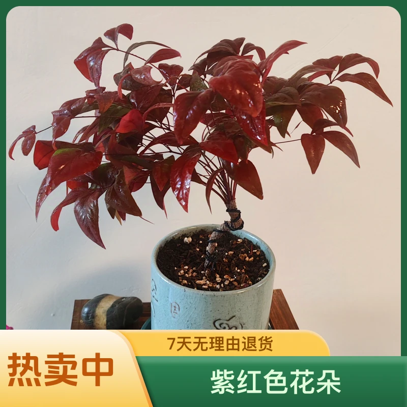 高品质祥云冰裂陶瓷盆自然变红的火焰南天竹实物图片相符。